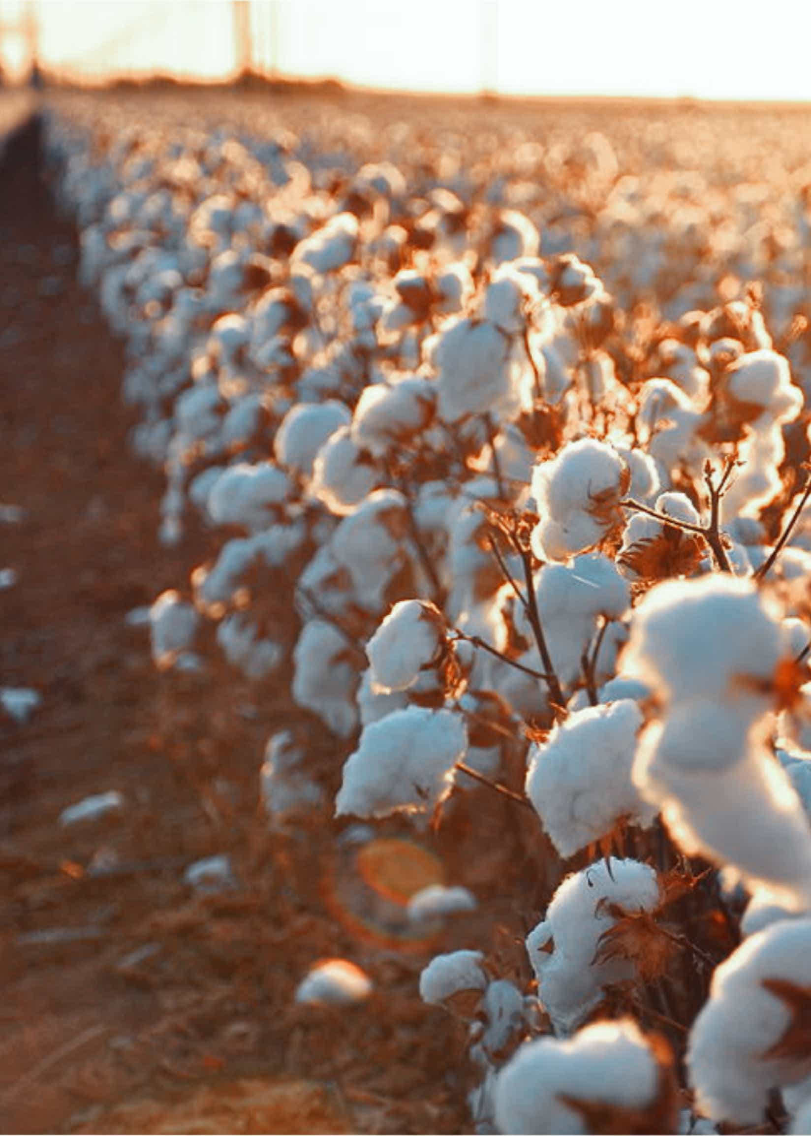 cotton farm for acetate